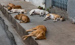 Başıboş köpek tasarısı ne zaman Meclis'te olacak? Tarih belli oldu