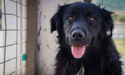 Sahipsiz köpeklere ötanazi mi uygulanacak? 10 soruda sokak hayvanları düzenlemesi