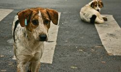 Sahipsiz köpek düzenlemesi Meclis’ten geçerek yasalaştı