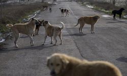 Sokak hayvanları düzenlemesi Resmi Gazete'de! 2024 17 maddelik başıboş sokak köpekleri düzenlemesi nasıl uygulanacak?