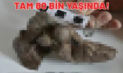 Tam 80.000 yaşında ama hala sapasağlam. Gören bir daha bakıyor.