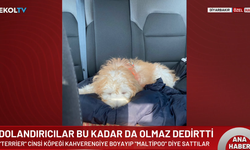 Köpeği boyayarak satmışlardı: İstenen ceza belli oldu