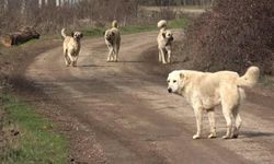 Başıboş sokak köpekleri dehşet saçtı! Küçük çocuk ölümden döndü