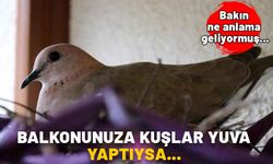 BALKONUNUZA KUŞLAR YUVA YAPTIYSA ŞANLISINIZ! Bakın ne anlama geliyor