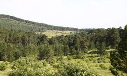 Afyonkarahisar'da ormanlık alanlara girişler yasaklandı