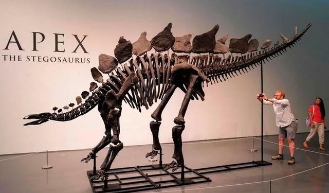 Dinozor iskeleti 44.6 milyon dolarlık rekor fiyatla satıldı: Tarihin en pahalı fosili