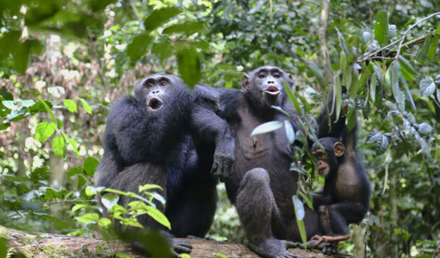 Geyik değil, şempanze muhabbeti: Bilim insanları benzerliği tespit etti
