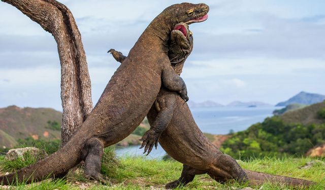 Komodo ejderlerinin dişlerinin uç kısımları demirden tabakayla kaplı